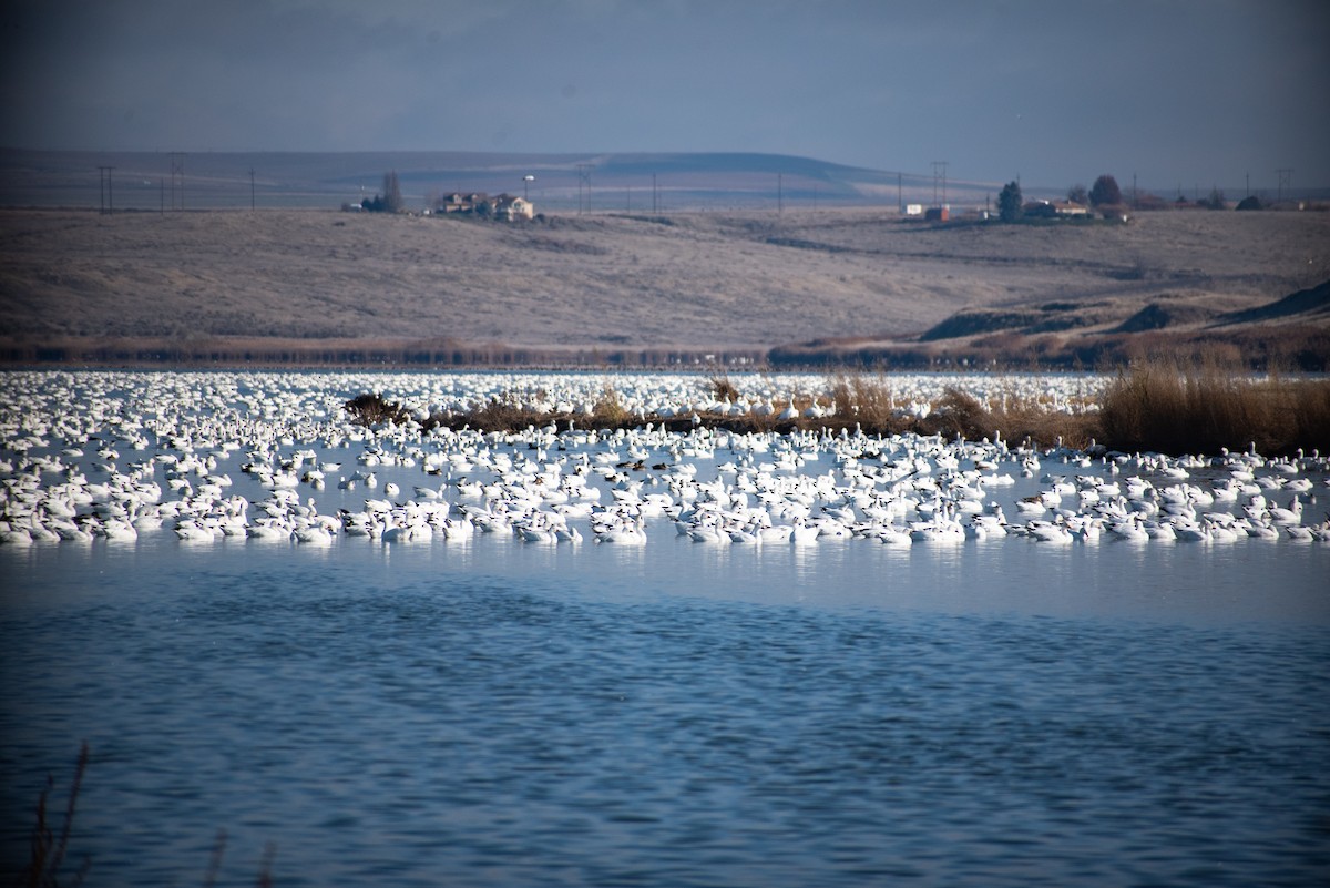 Snow Goose - ML611778469