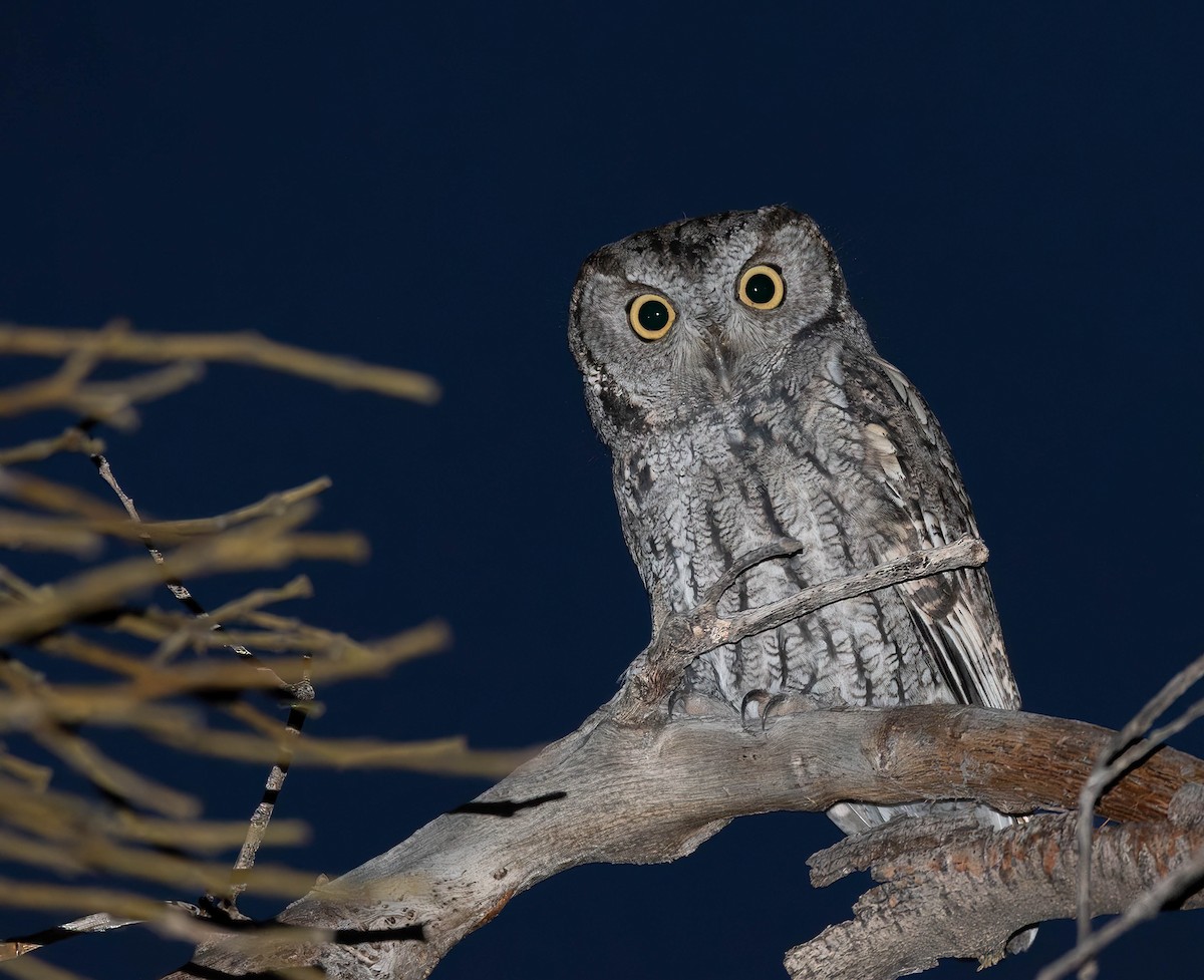 Western Screech-Owl - ML611778580