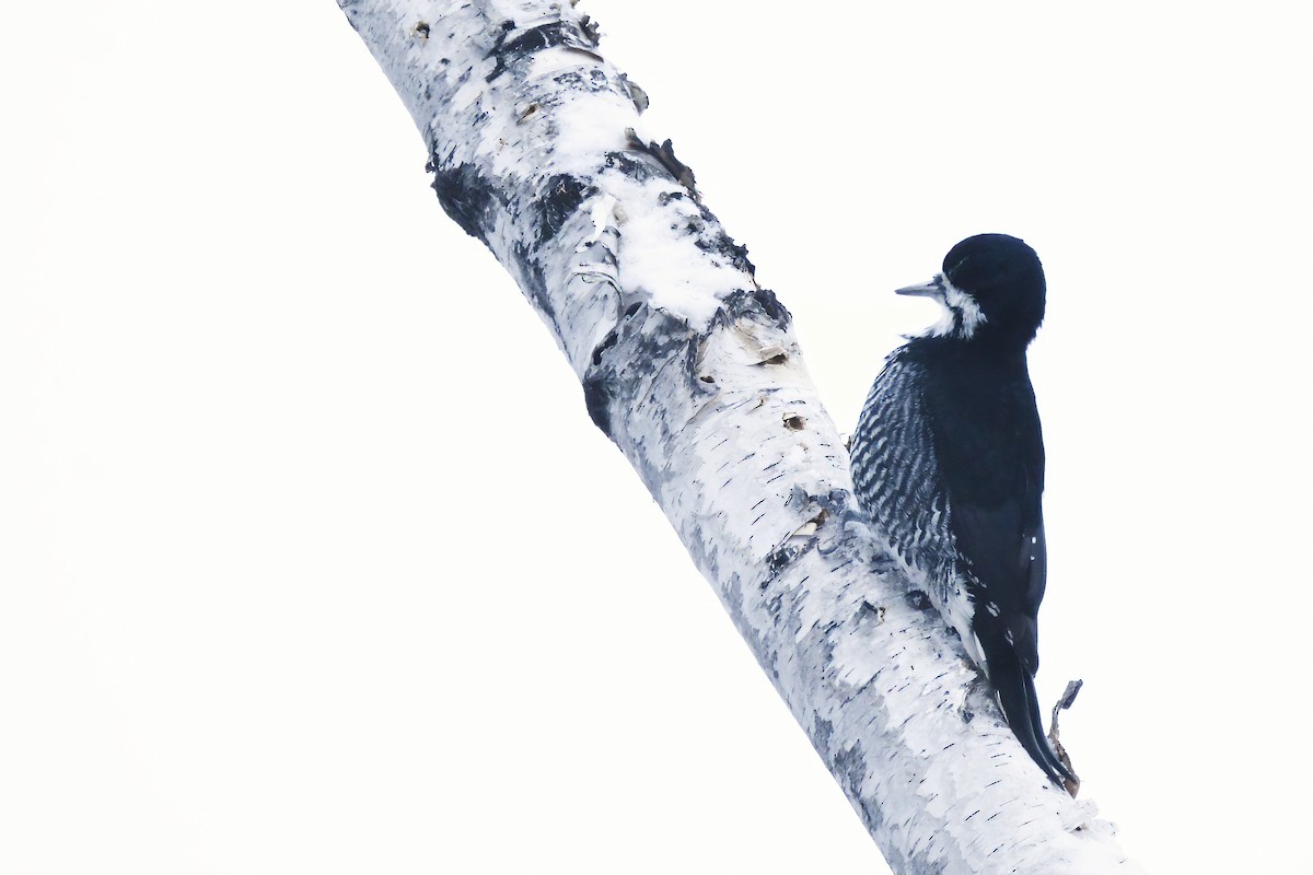 Black-backed Woodpecker - Asher  Warkentin