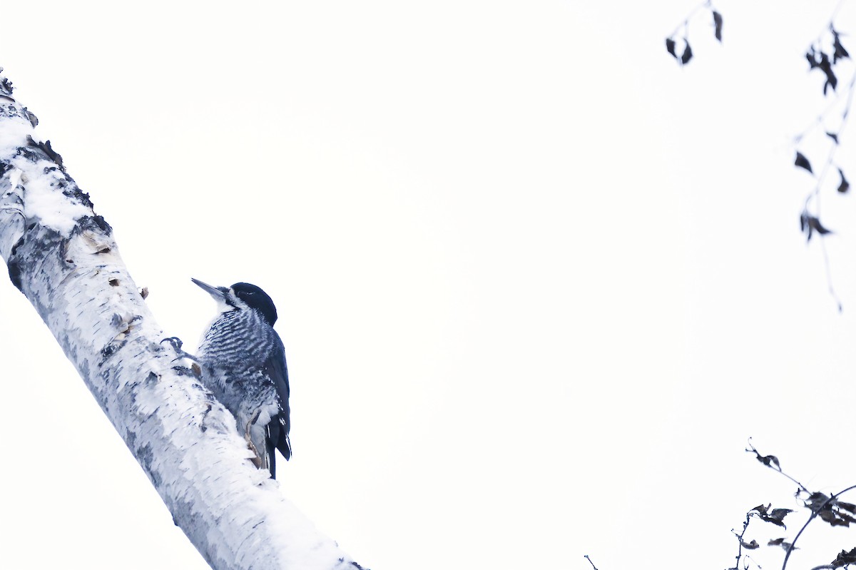 Black-backed Woodpecker - Asher  Warkentin