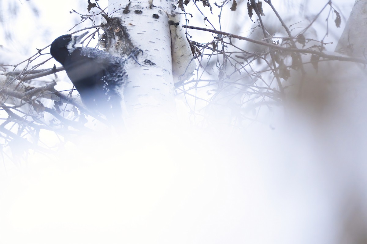 Black-backed Woodpecker - Asher  Warkentin