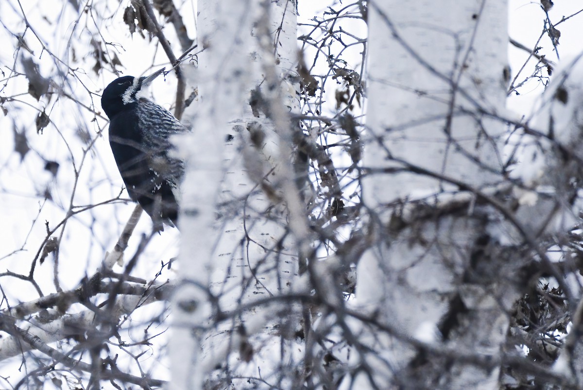 Black-backed Woodpecker - Asher  Warkentin