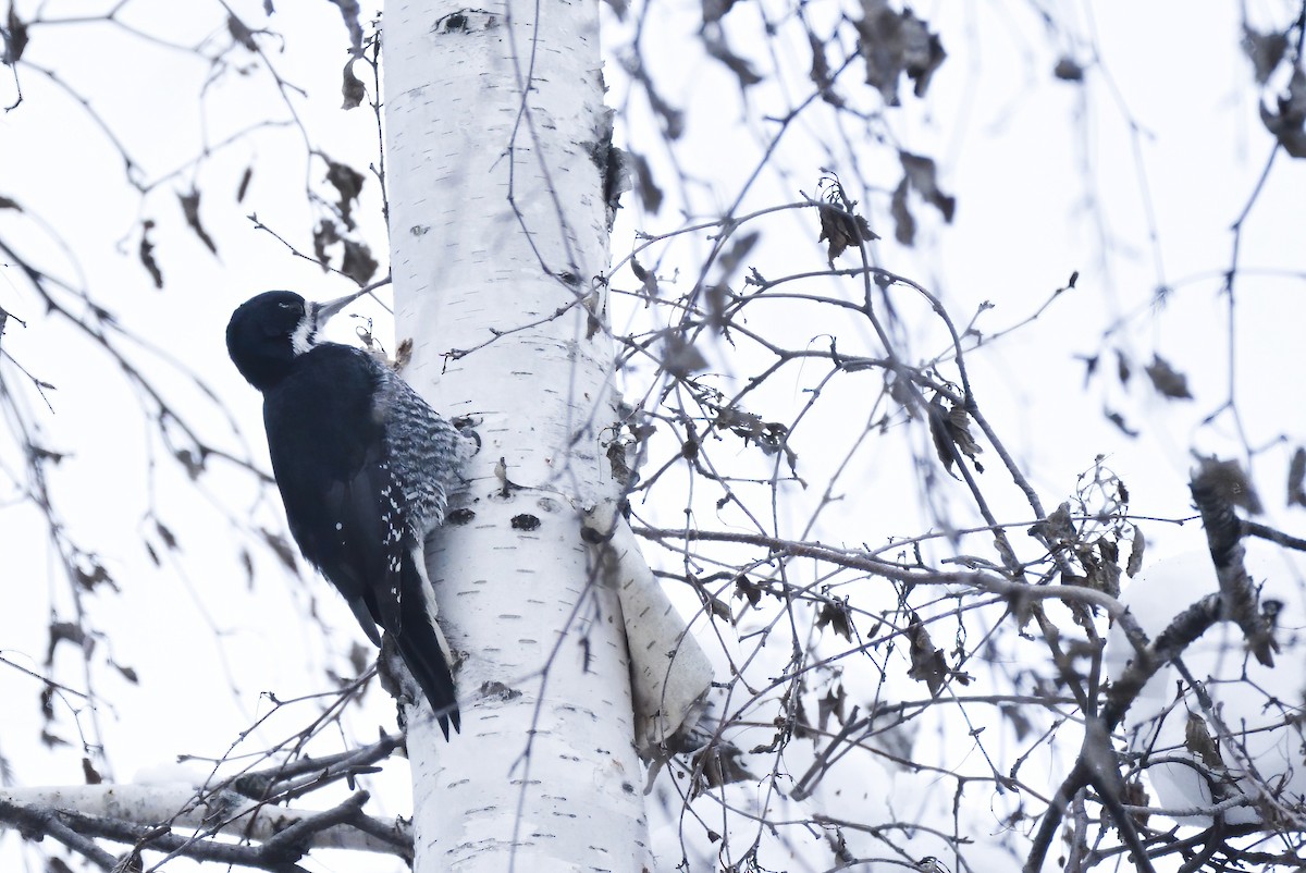 Black-backed Woodpecker - ML611778628