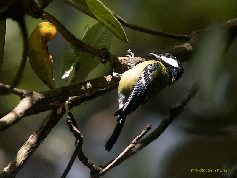 Mésange montagnarde - ML611778688