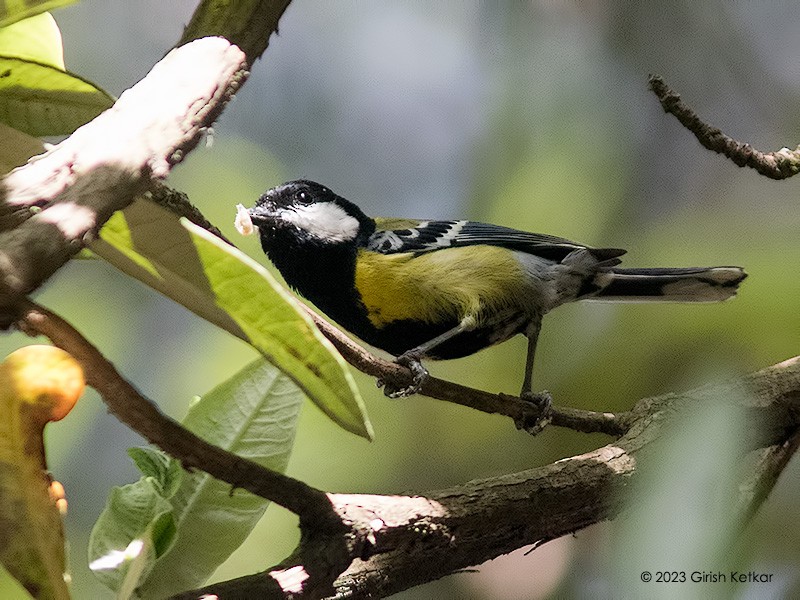 Green-backed Tit - ML611778689