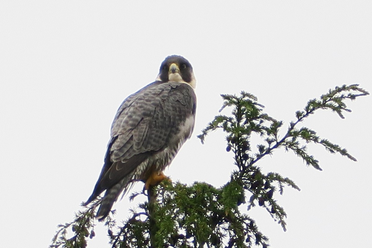 Peregrine Falcon - ML611778742