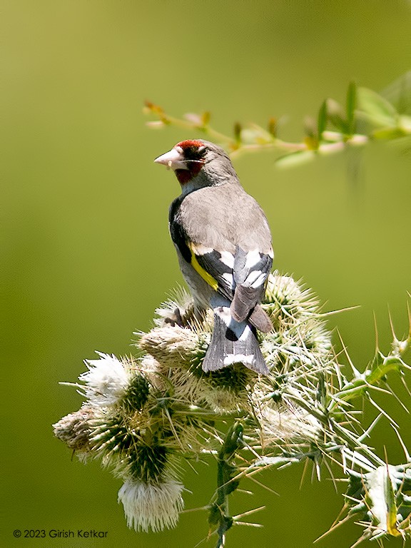 European Goldfinch - ML611778744