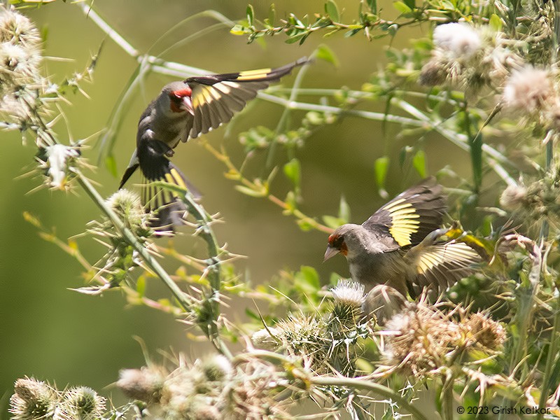 European Goldfinch - ML611778747