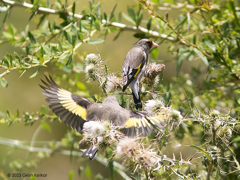 European Goldfinch - ML611778750