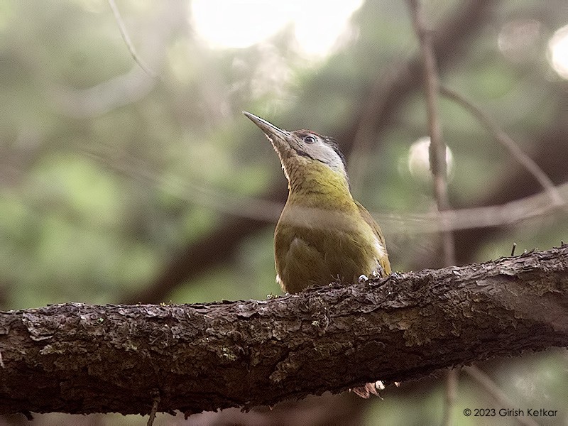 Gray-headed Woodpecker - ML611778758