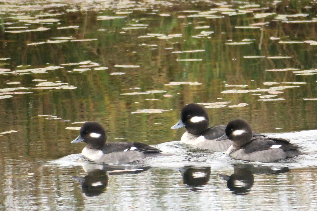 Bufflehead - ML611778762