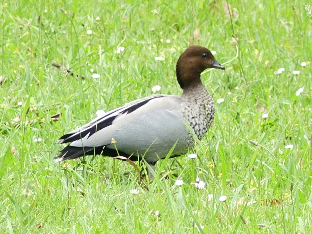 Maned Duck - ML611778763