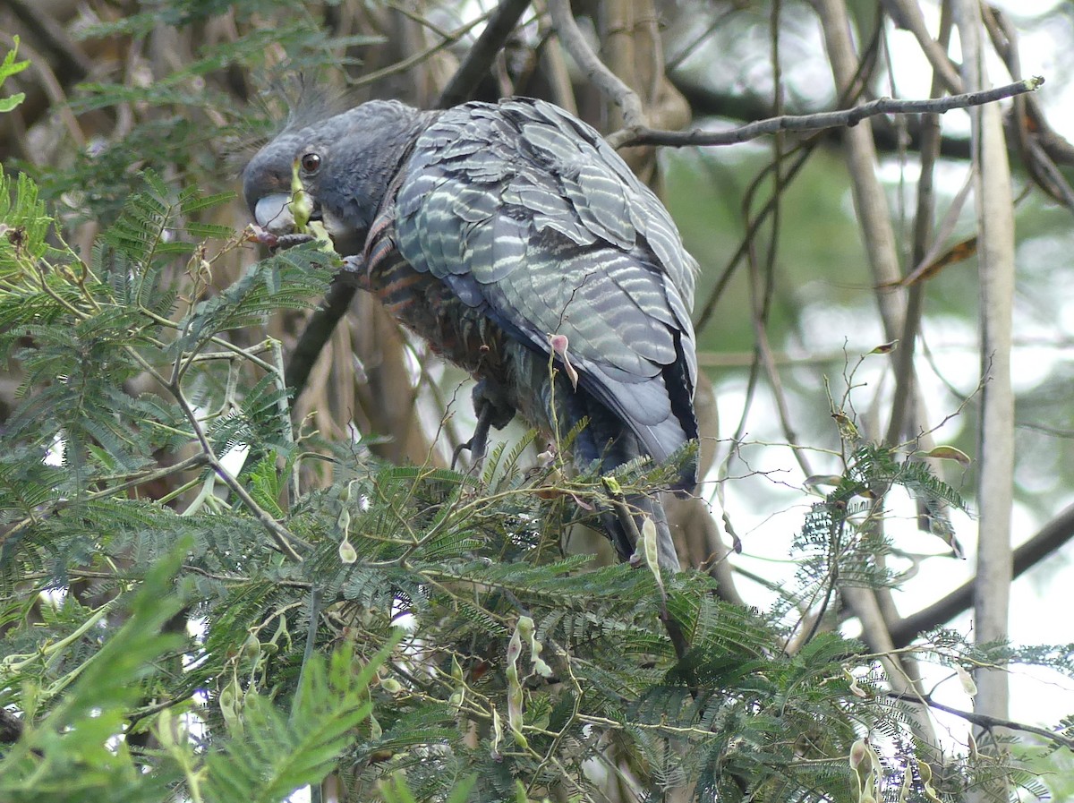 Gang-gang Cockatoo - ML611778774