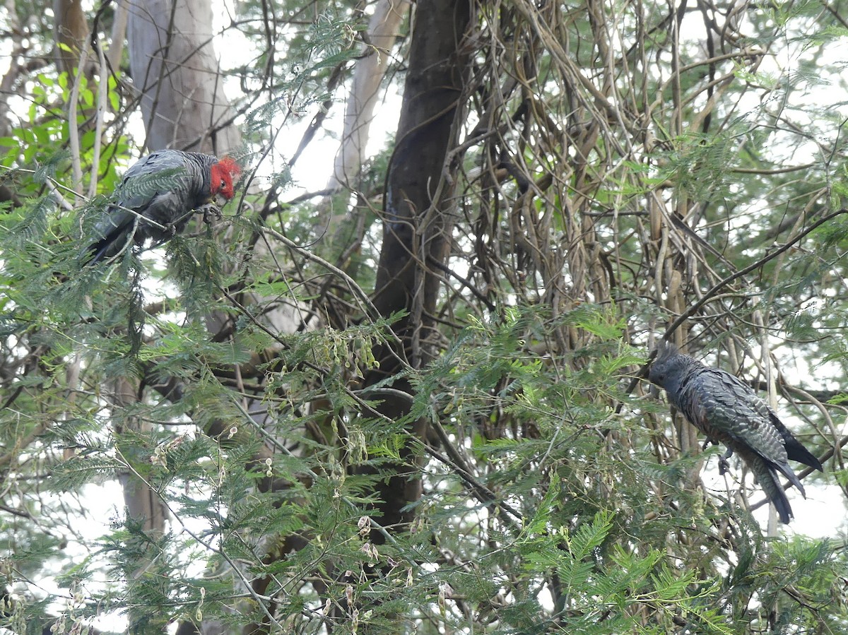 Gang-gang Cockatoo - ML611778776