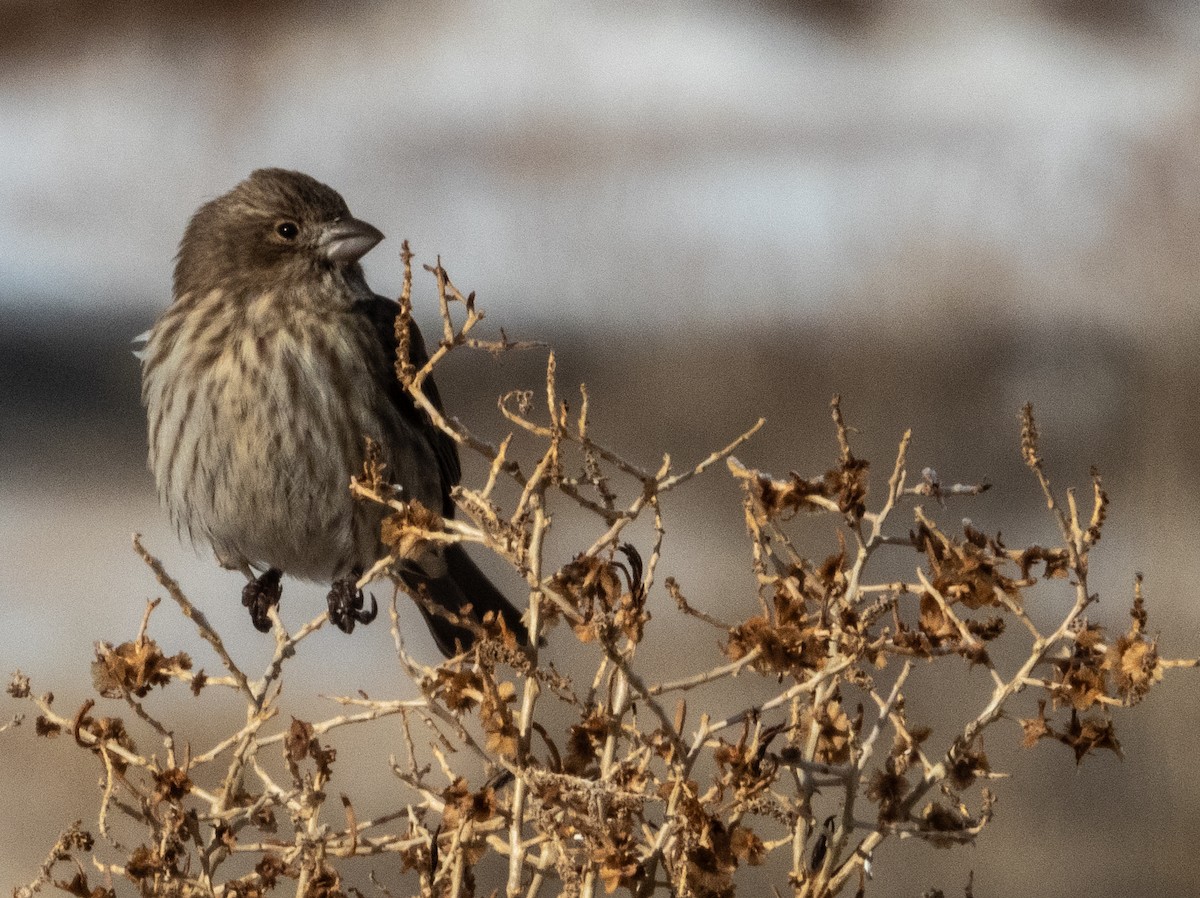 House Finch - ML611778783