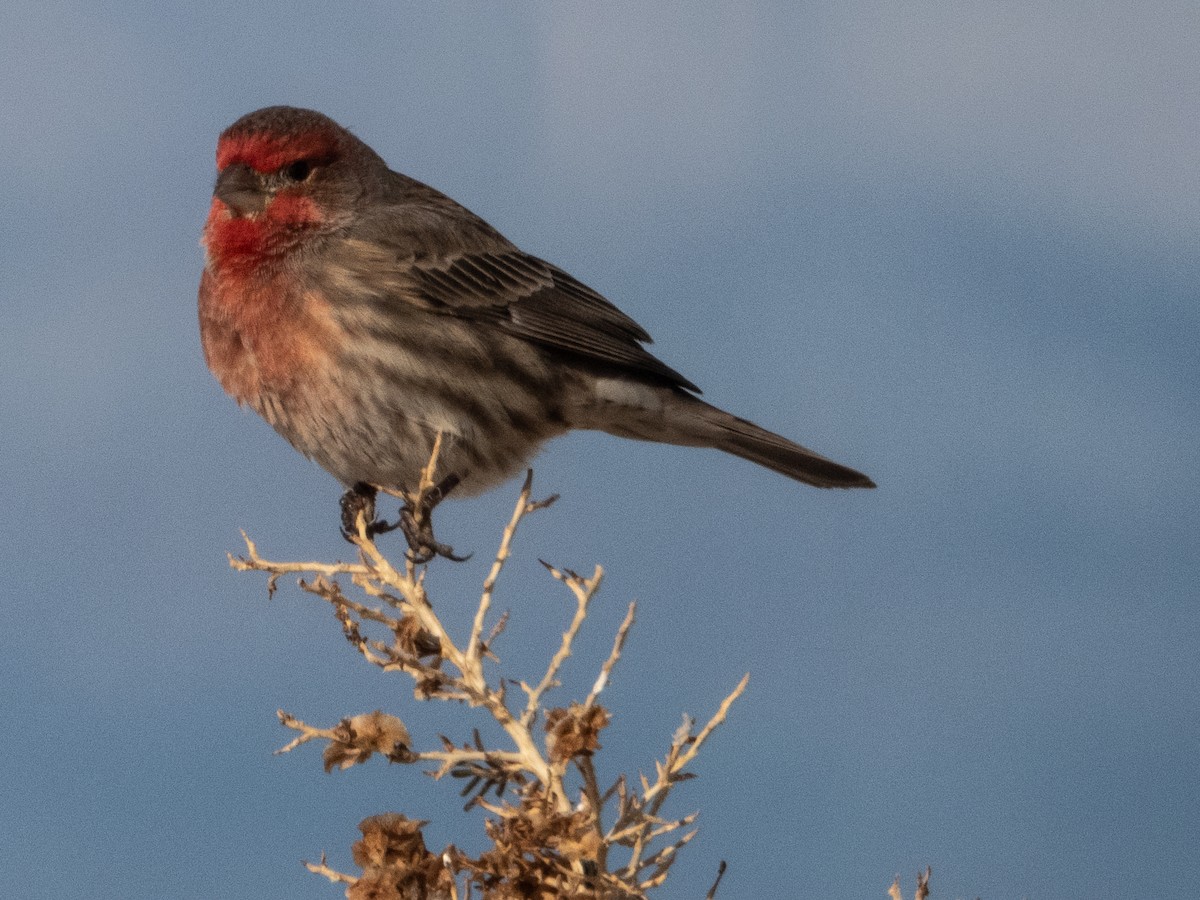 House Finch - ML611778784