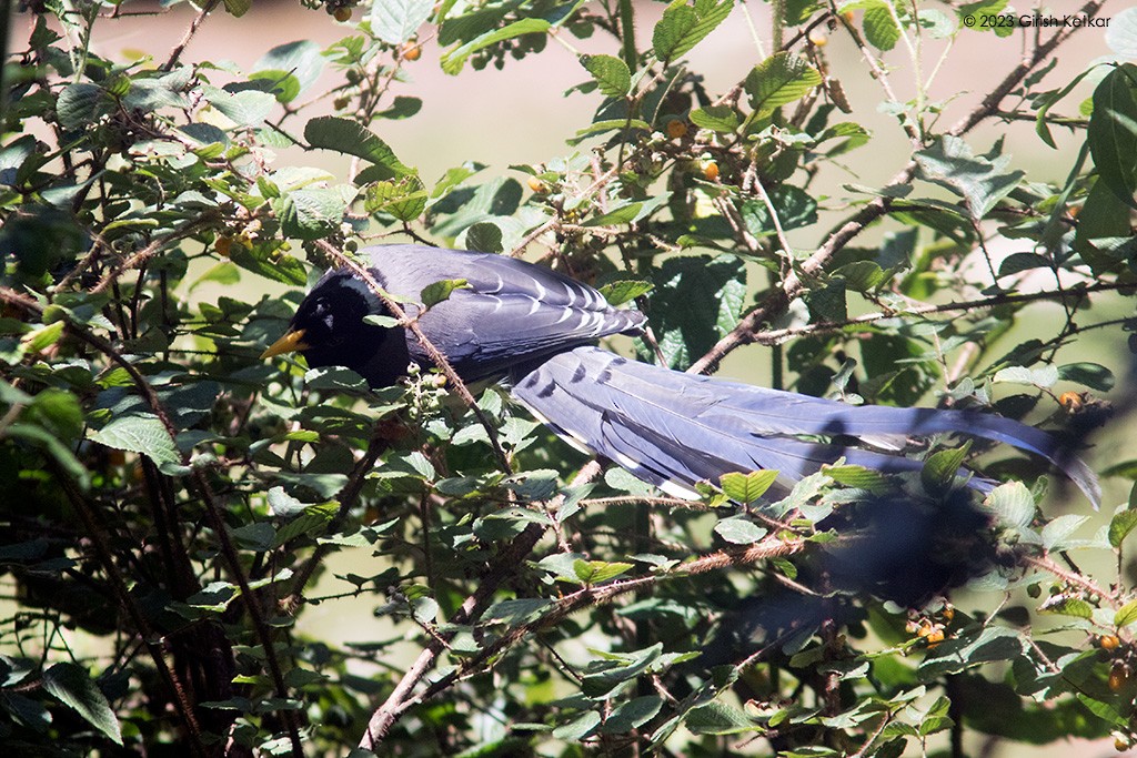 Yellow-billed Blue-Magpie - ML611778795