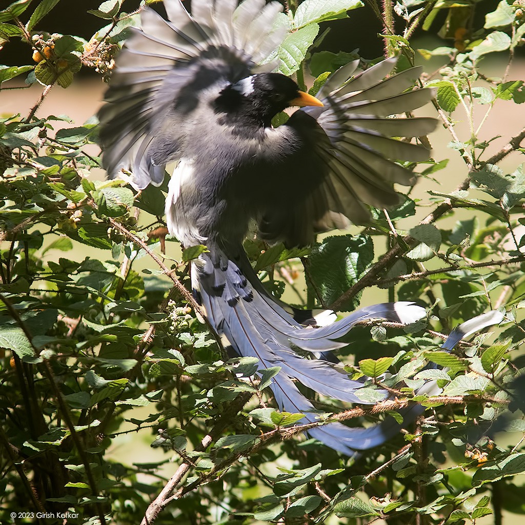 Кіта жовтодзьоба - ML611778796