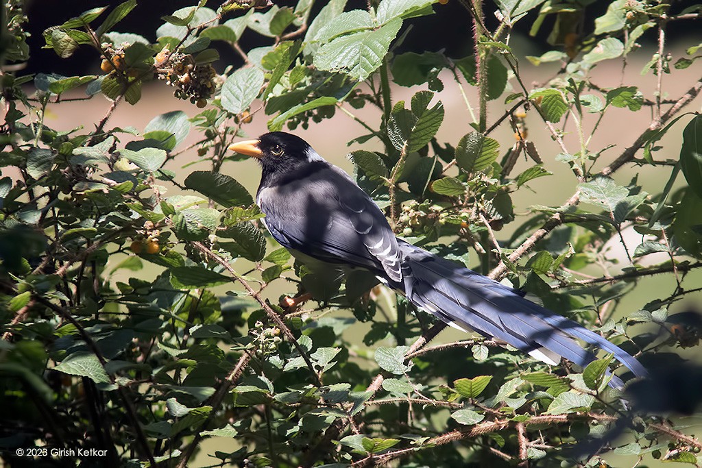 Yellow-billed Blue-Magpie - ML611778797