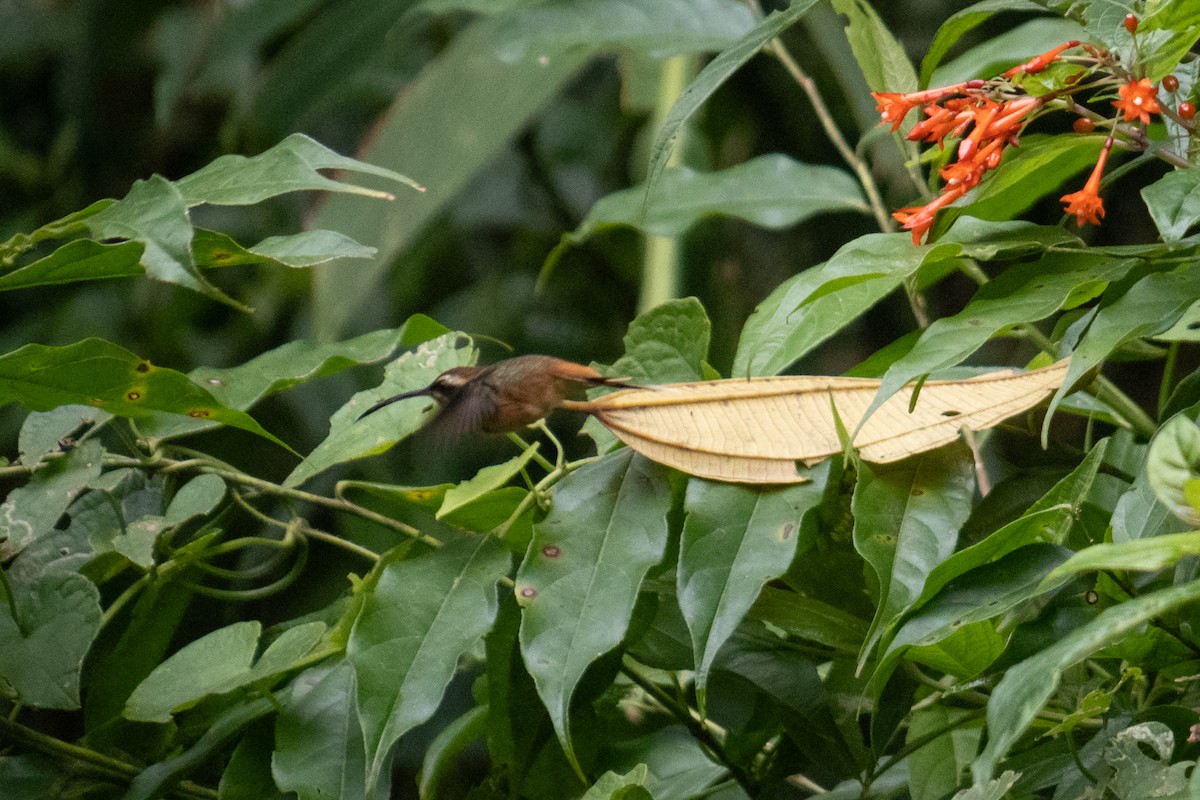 Gray-chinned Hermit - Nina Bai