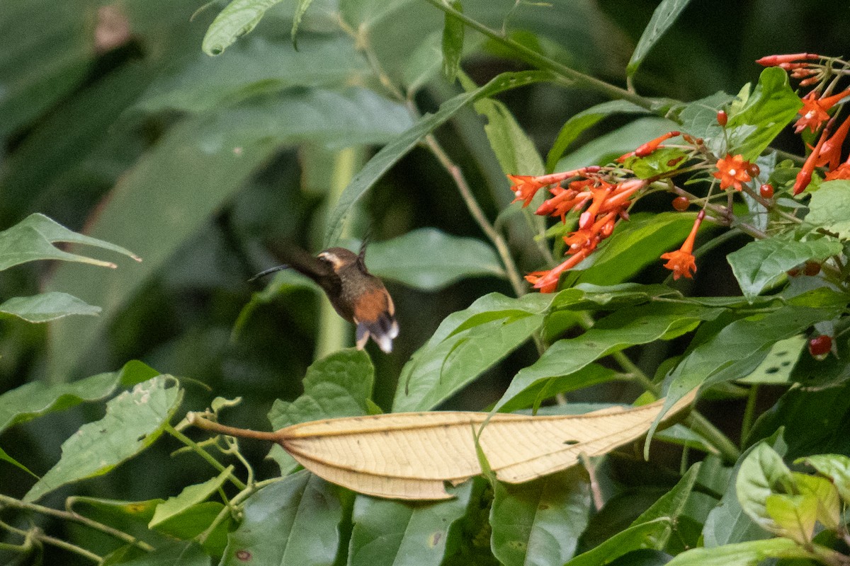 Gray-chinned Hermit - Nina Bai