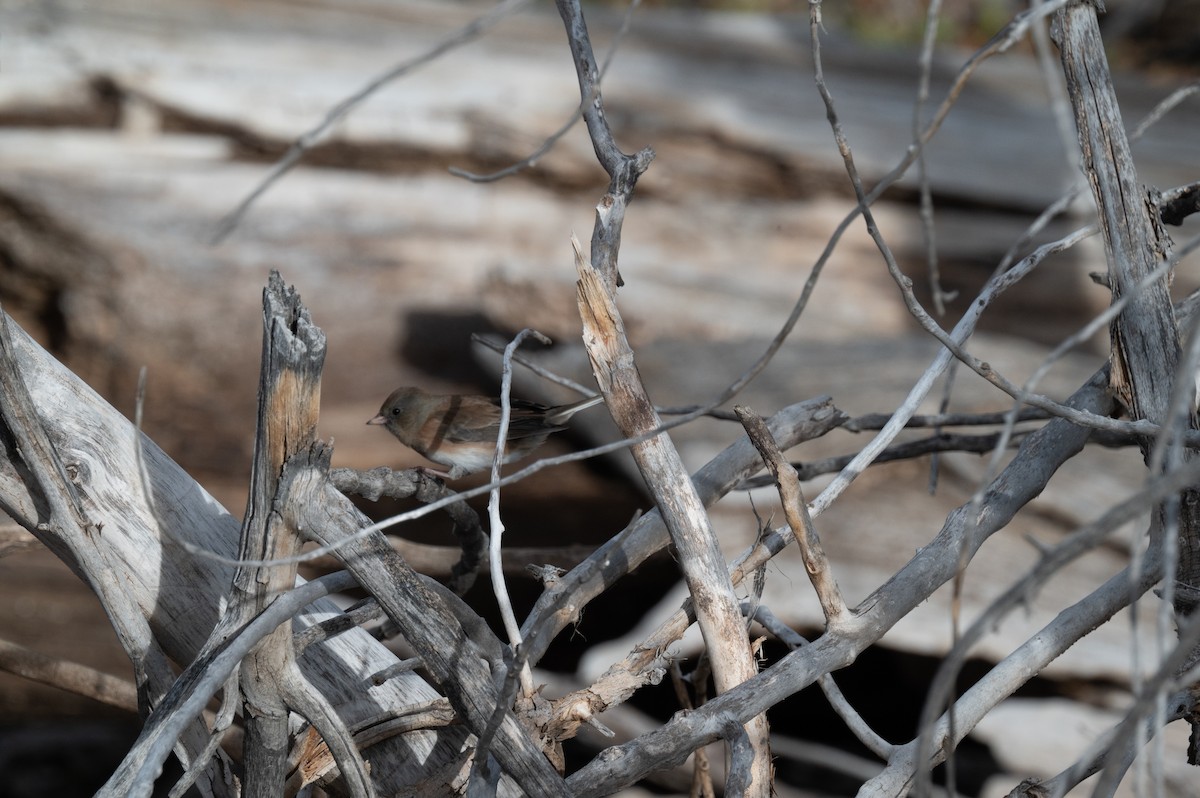 Junco ardoisé - ML611778841