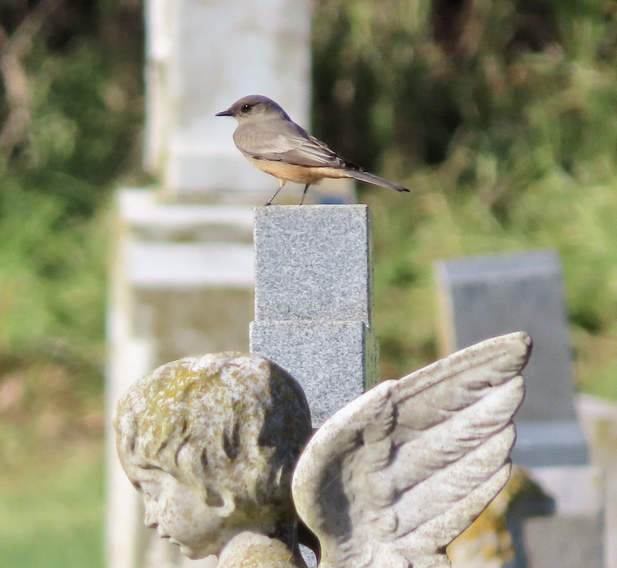 Say's Phoebe - George Chrisman