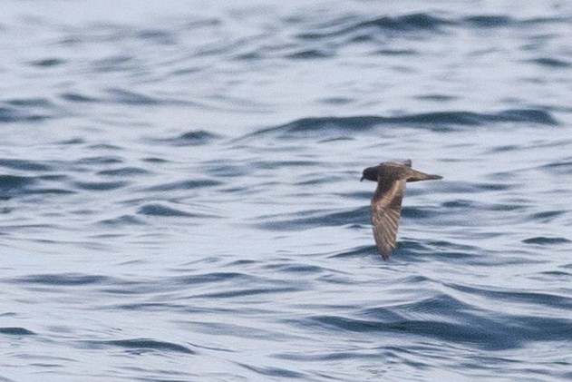 Least Storm-Petrel - Ryan Sanderson