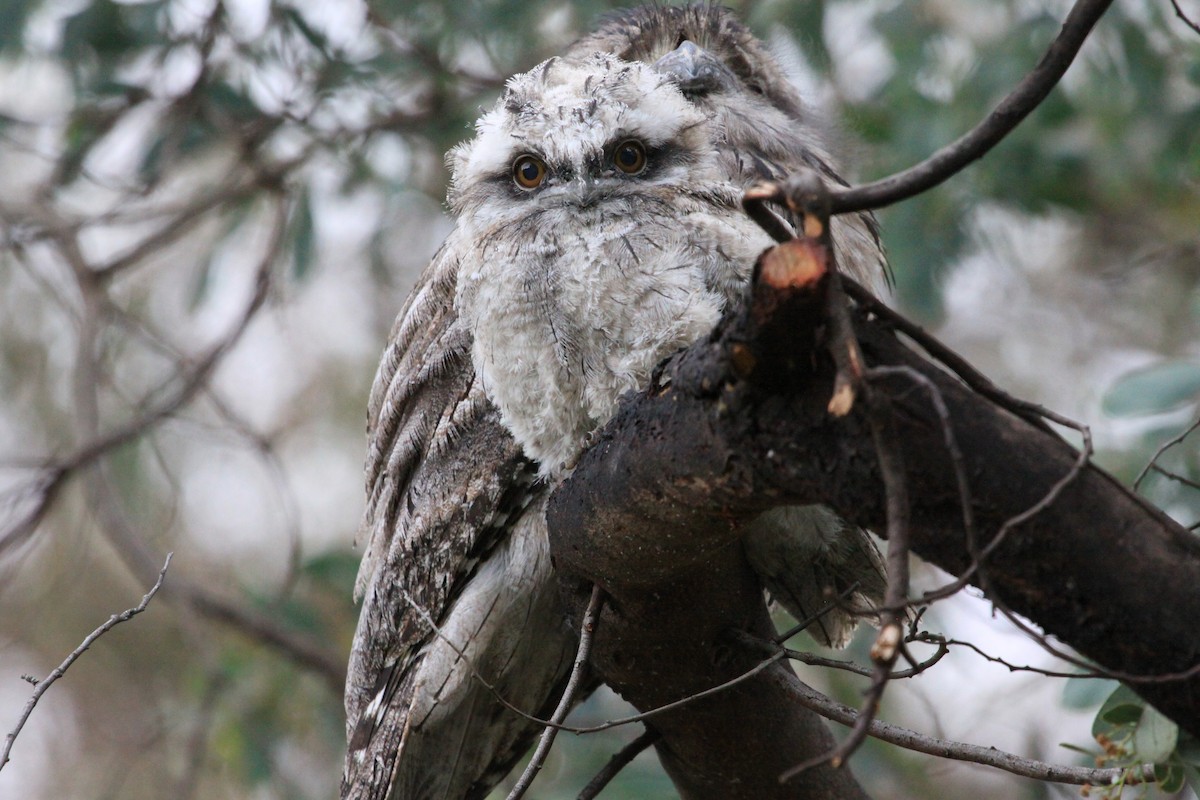 Tawny Frogmouth - Alistair and Carmen Drake