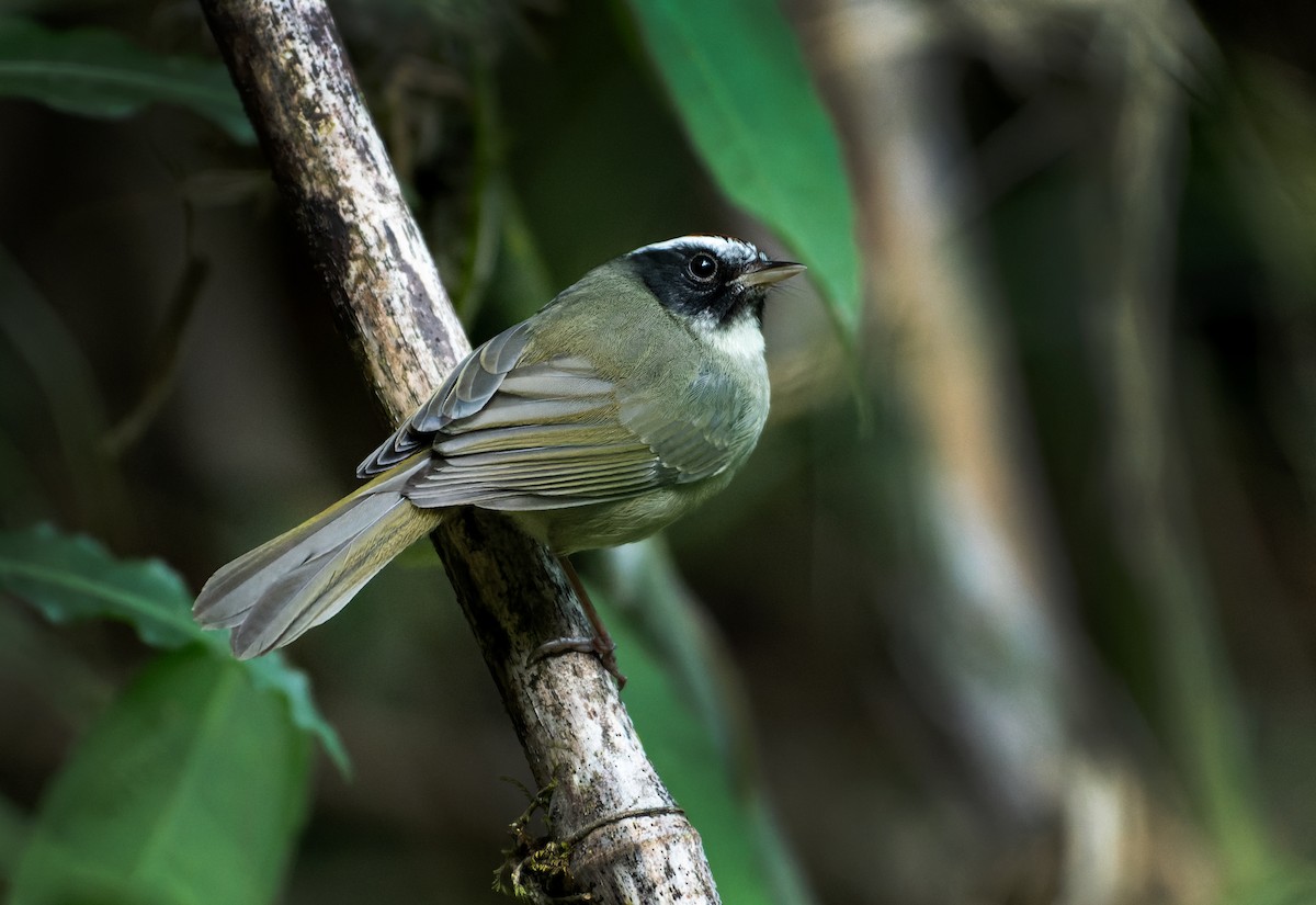 Black-cheeked Warbler - ML611779226