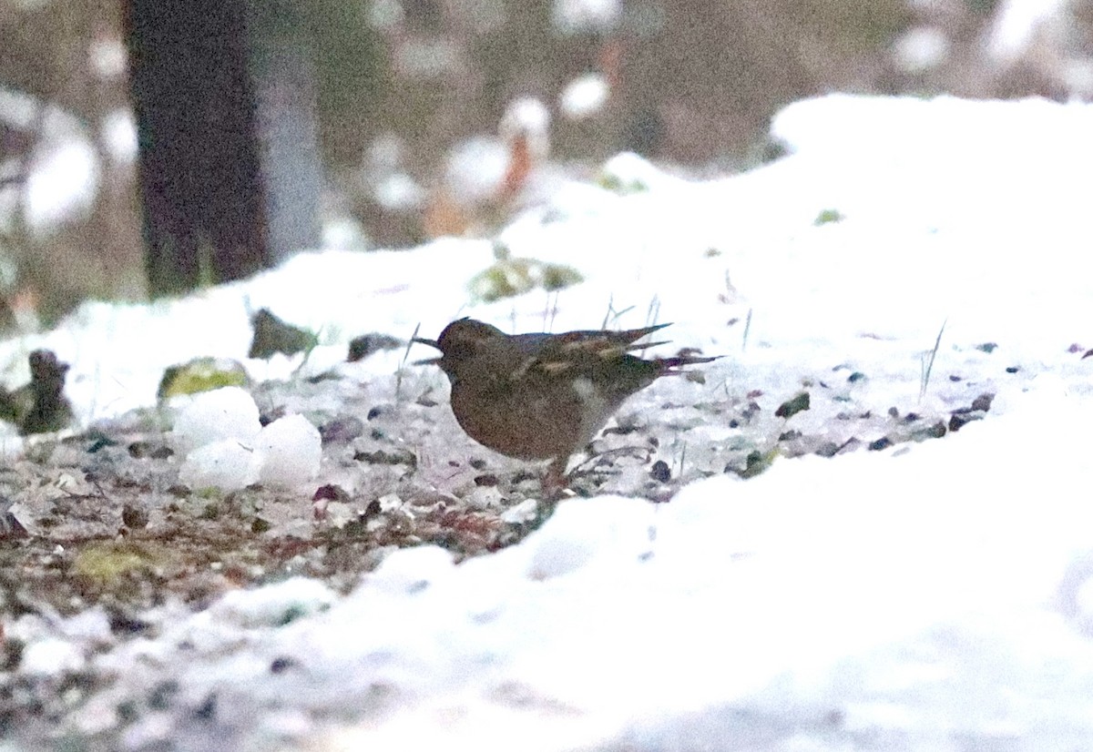 Varied Thrush - Gino Ellison