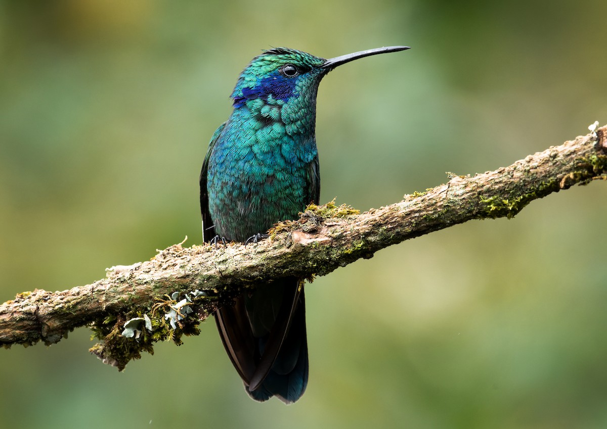 kolibřík modrouchý - ML611779384