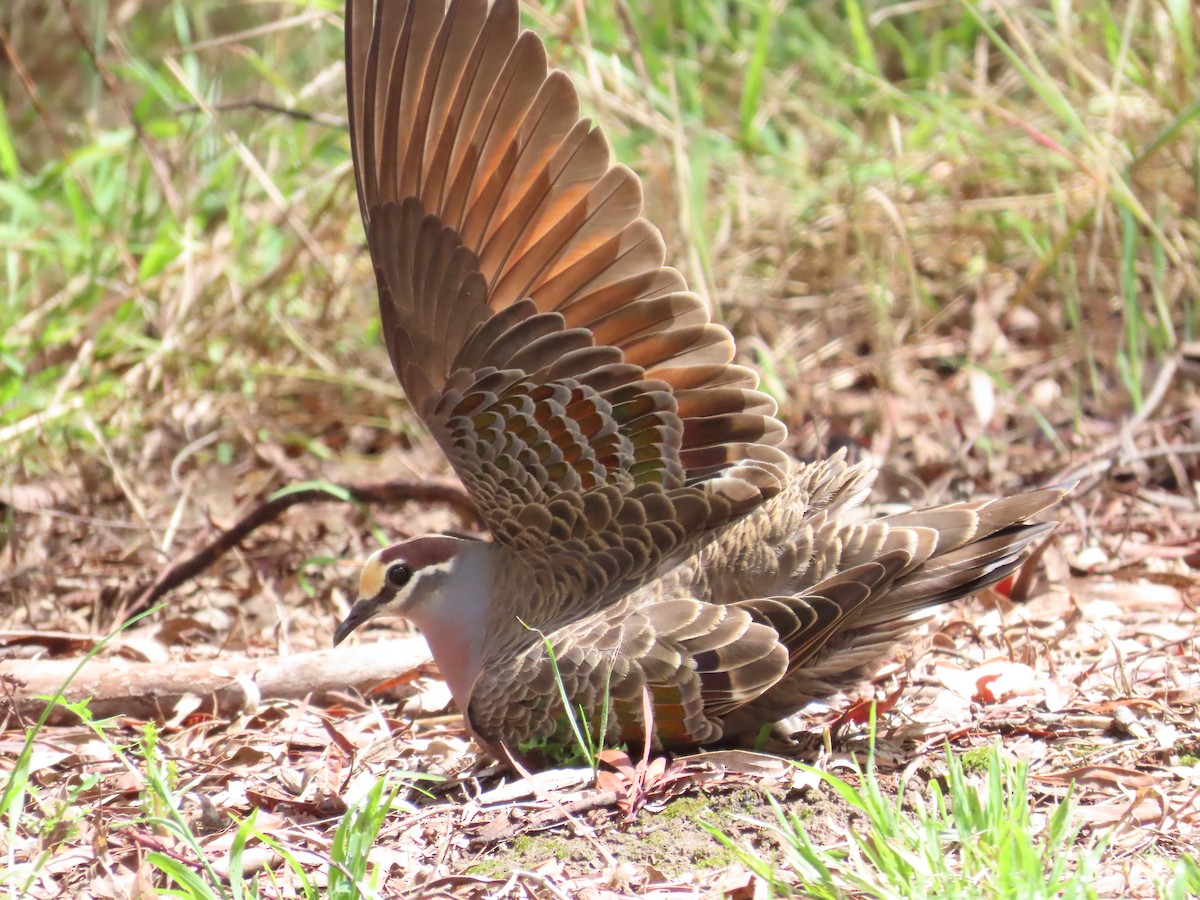 Common Bronzewing - ML611779454