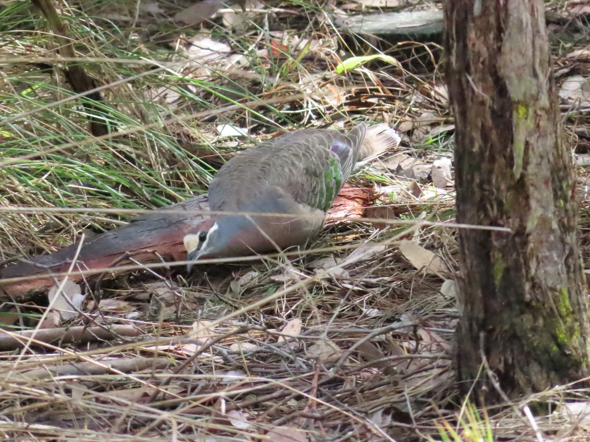 Common Bronzewing - Ben Ward