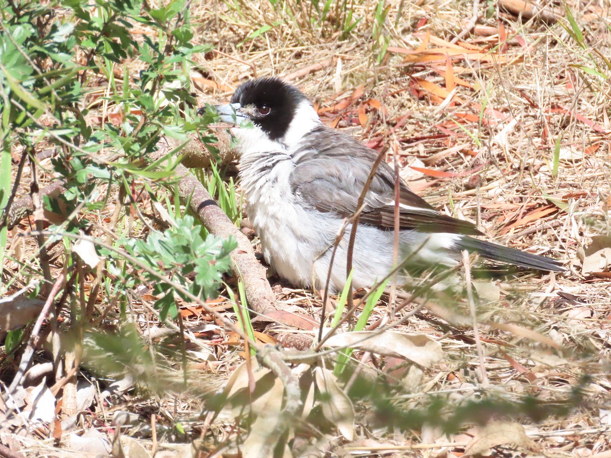 Gray Butcherbird - Ben Ward