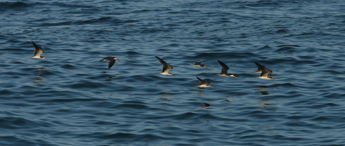 Black Skimmer - ML611779474