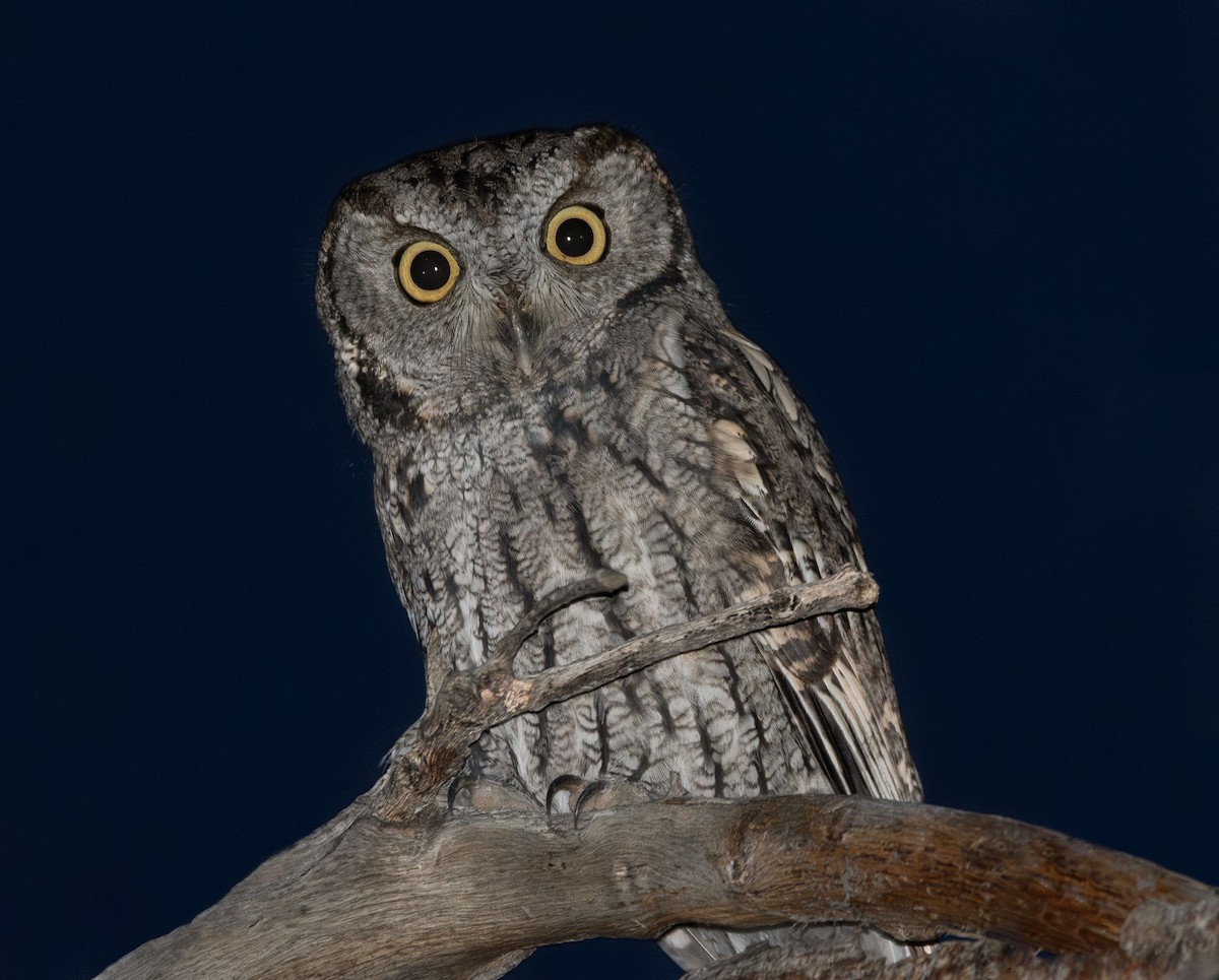 Western Screech-Owl - Henry Chiu