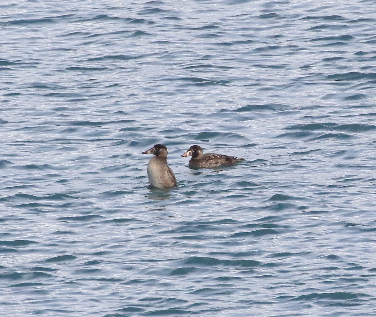 Surf Scoter - ML611779785