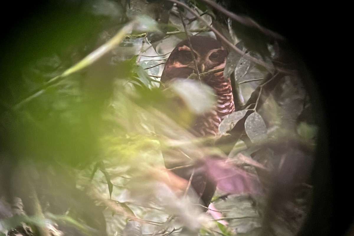 Band-bellied Owl - Nina Bai