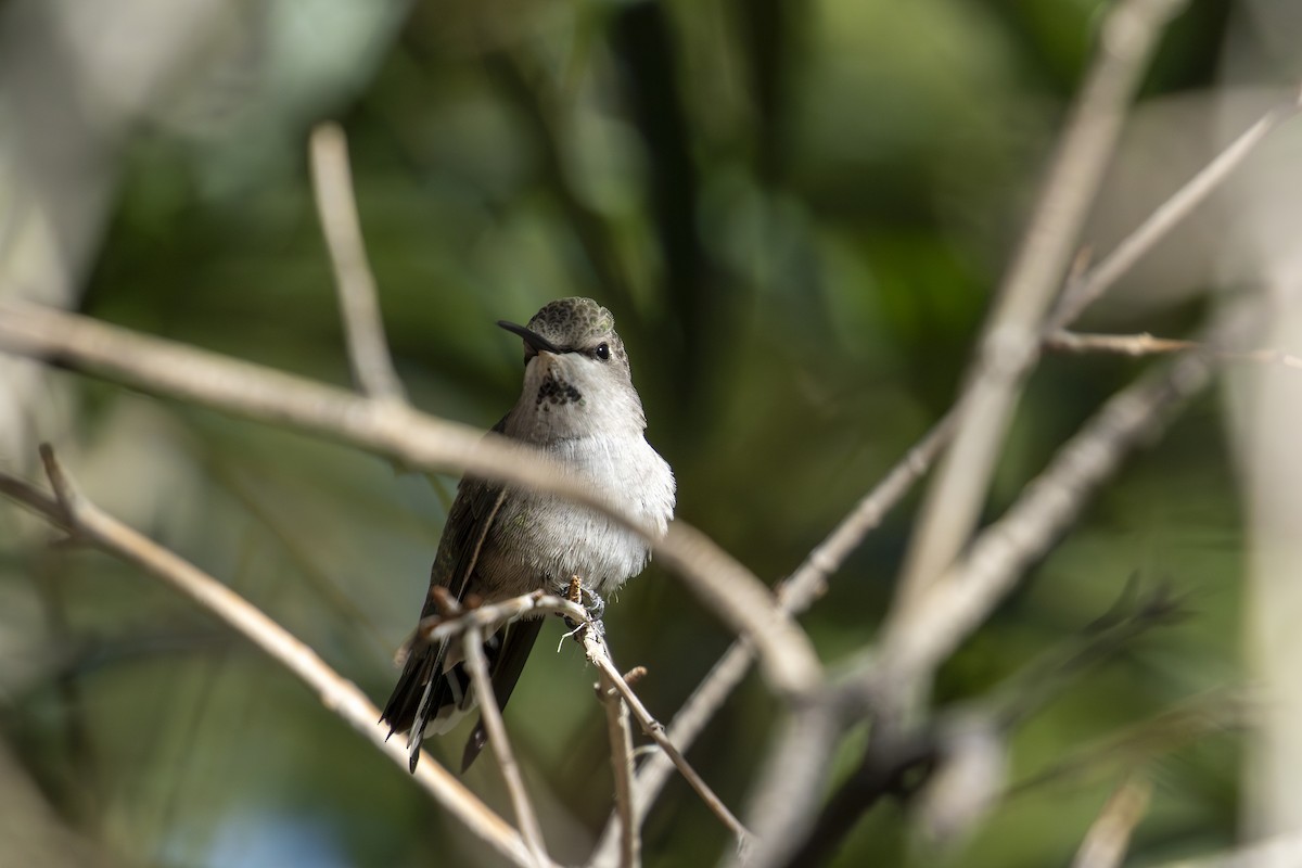 Costa's Hummingbird - ML611779912