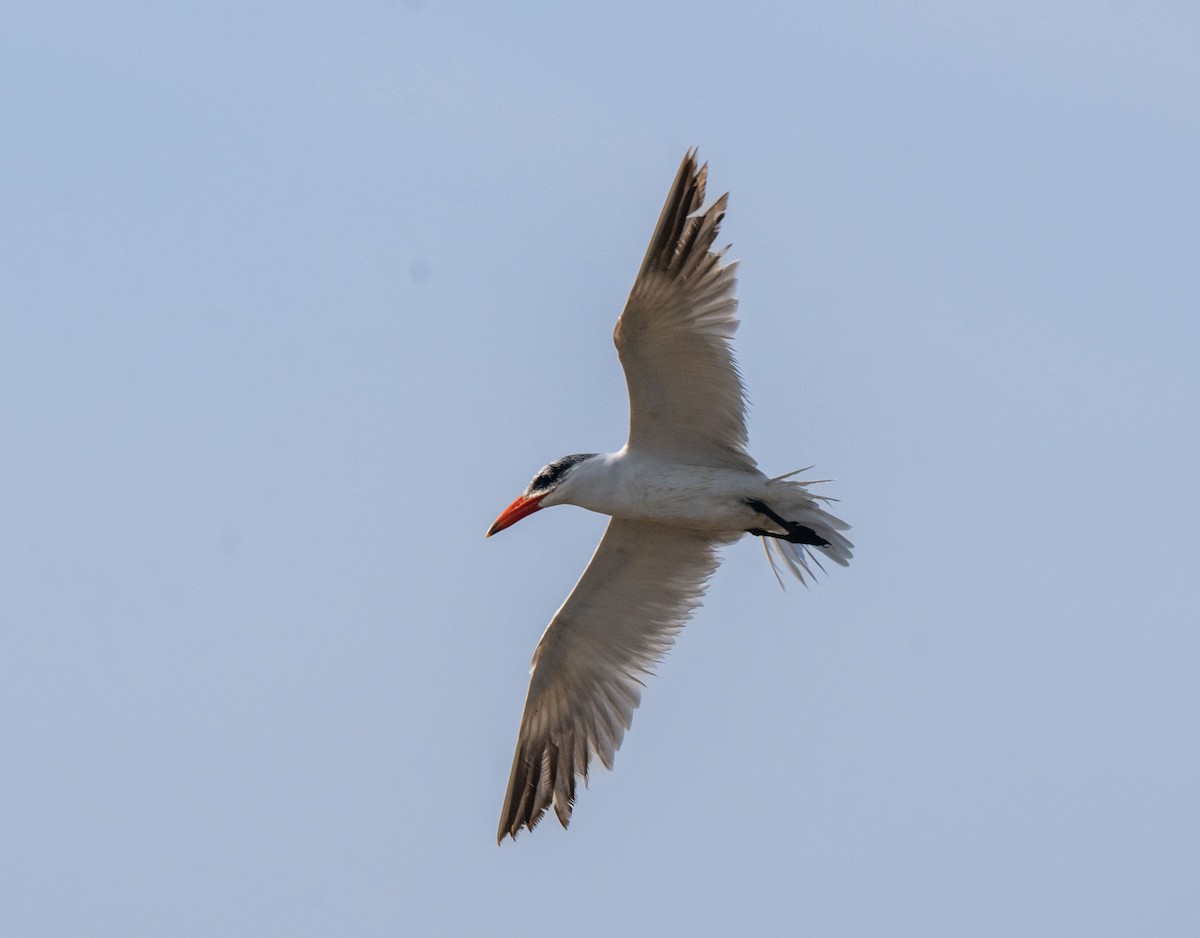 Caspian Tern - ML611780043