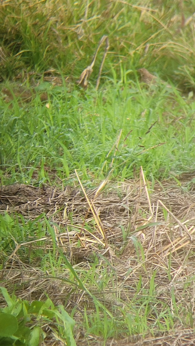 Pipit à gorge rousse - ML611780062