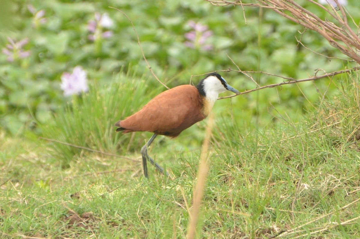 African Jacana - ML611780218