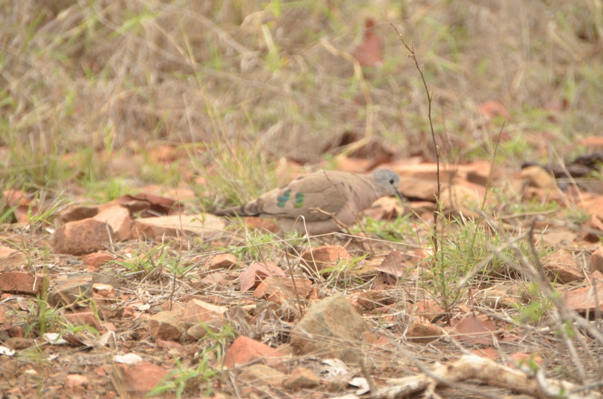 Emerald-spotted Wood-Dove - ML611780247