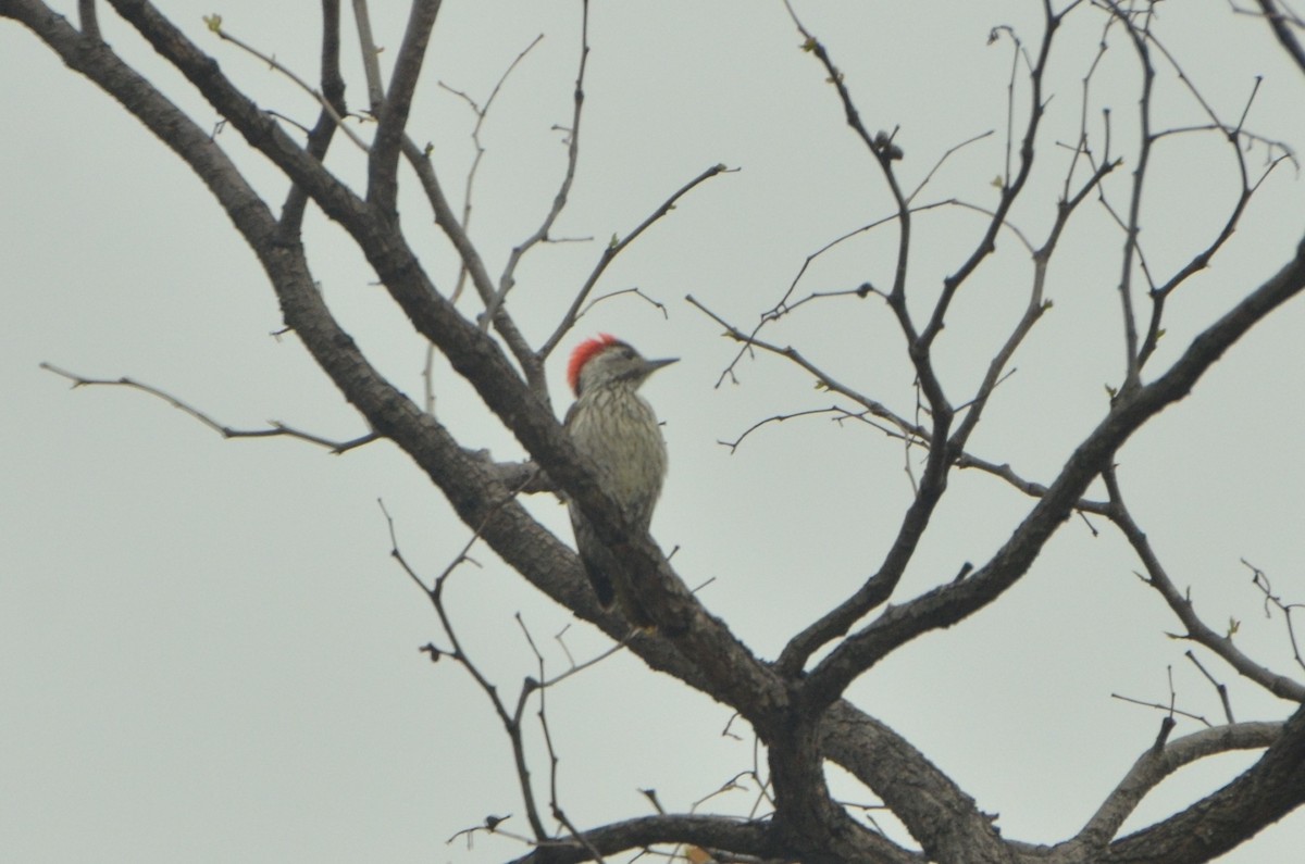 Cardinal Woodpecker - ML611780248