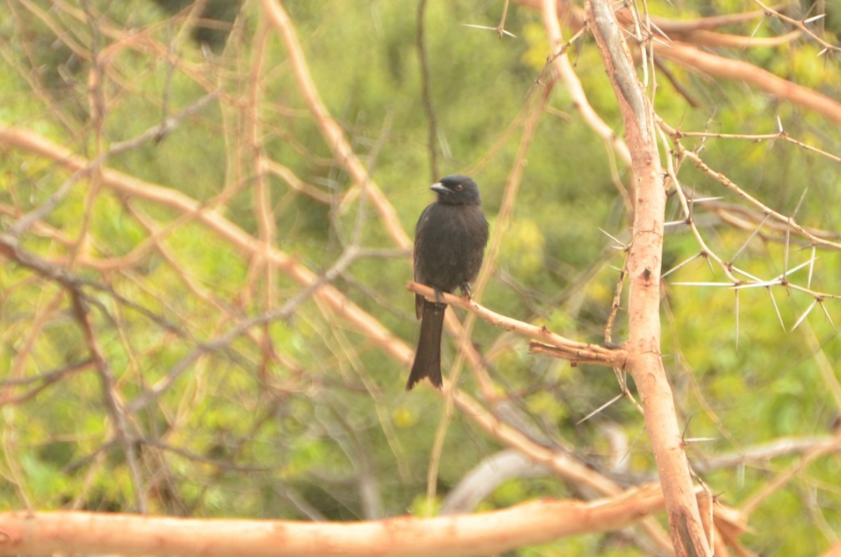 Fork-tailed Drongo - ML611780250