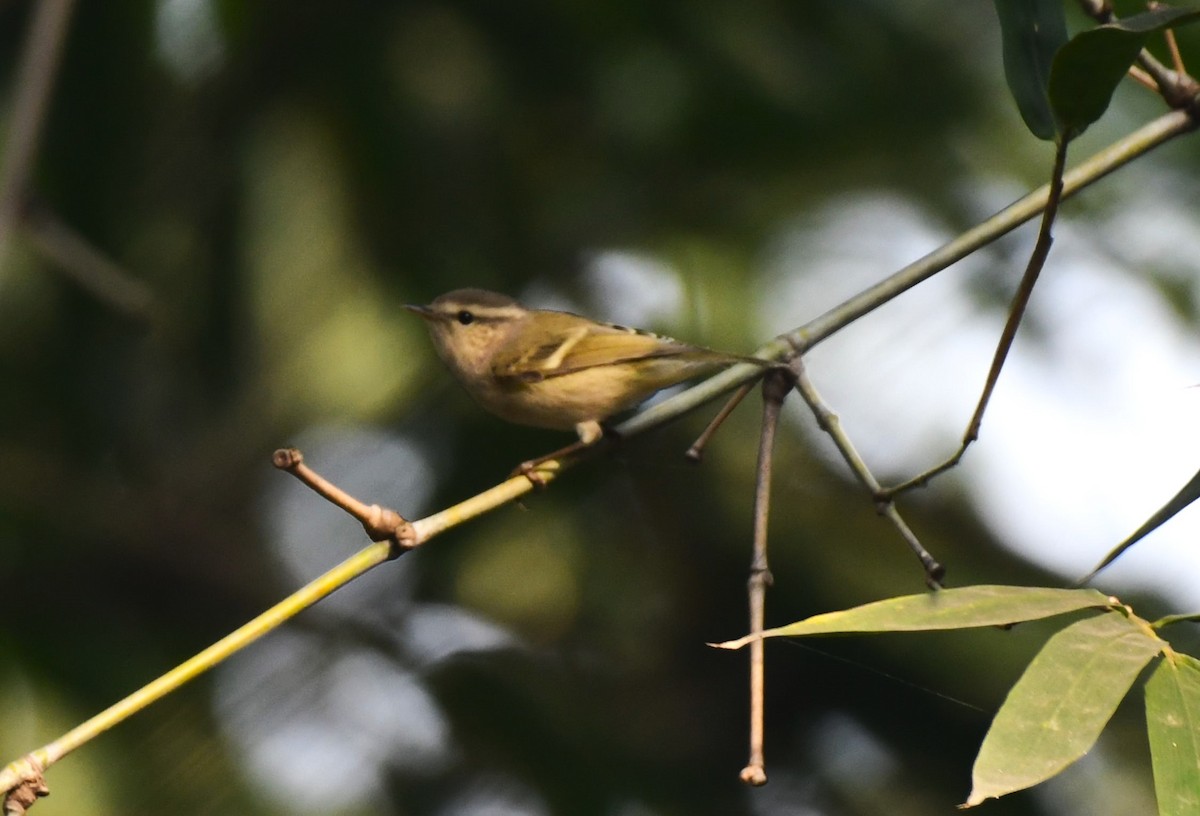 Hume's Warbler - ML611780253