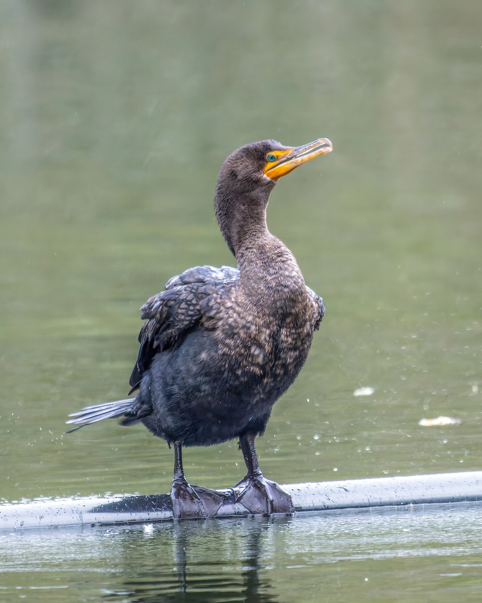 Double-crested Cormorant - ML611780300