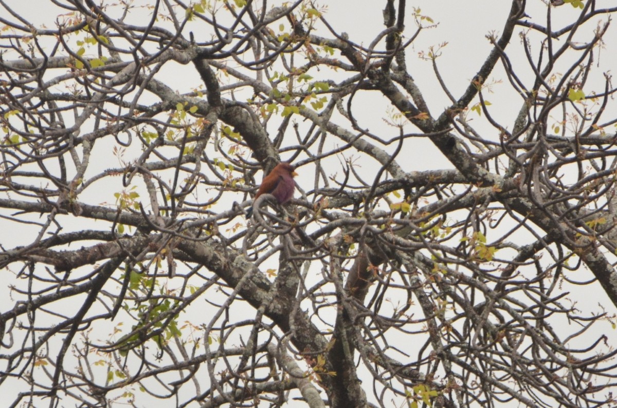 Broad-billed Roller - ML611780381