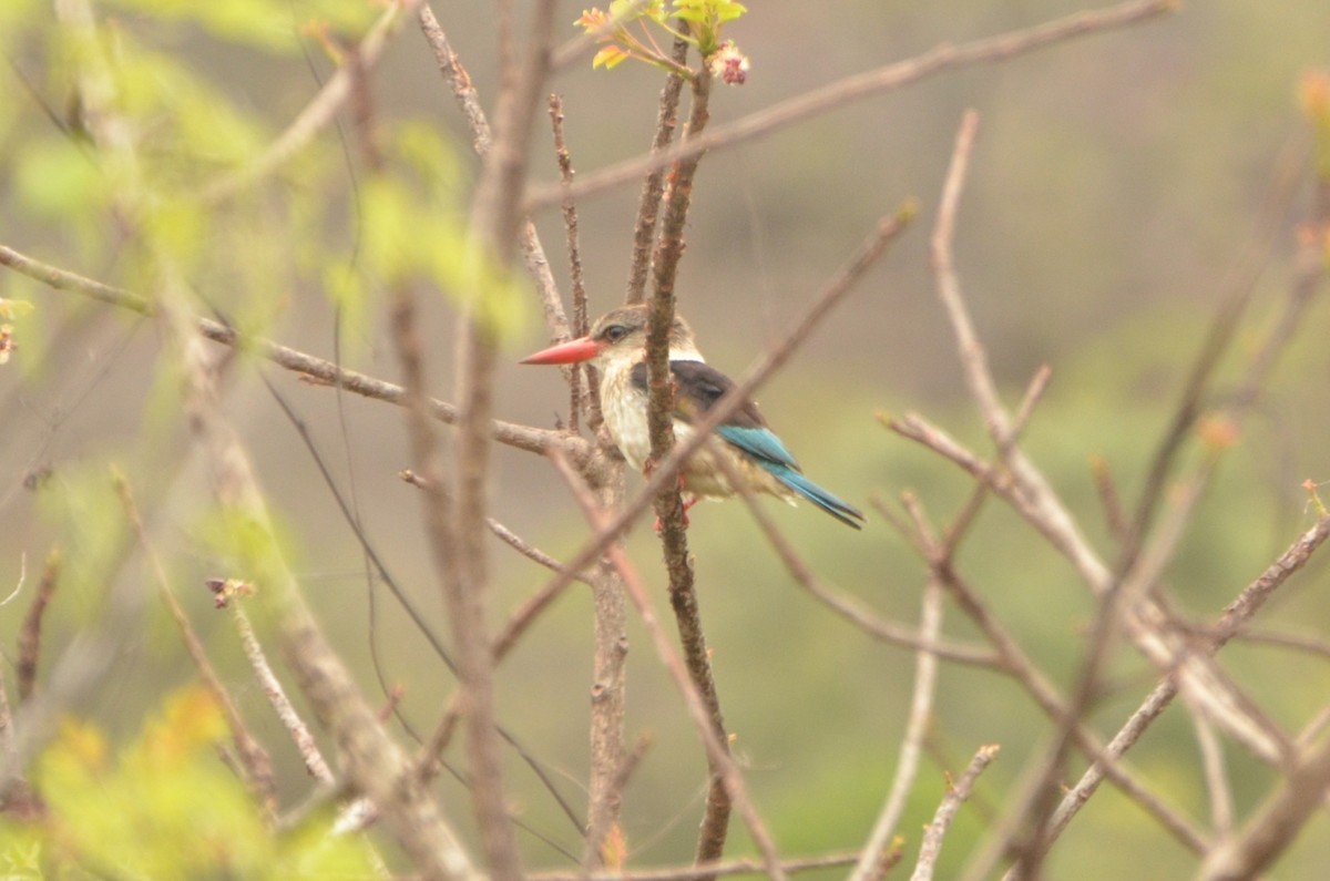 Brown-hooded Kingfisher - ML611780395